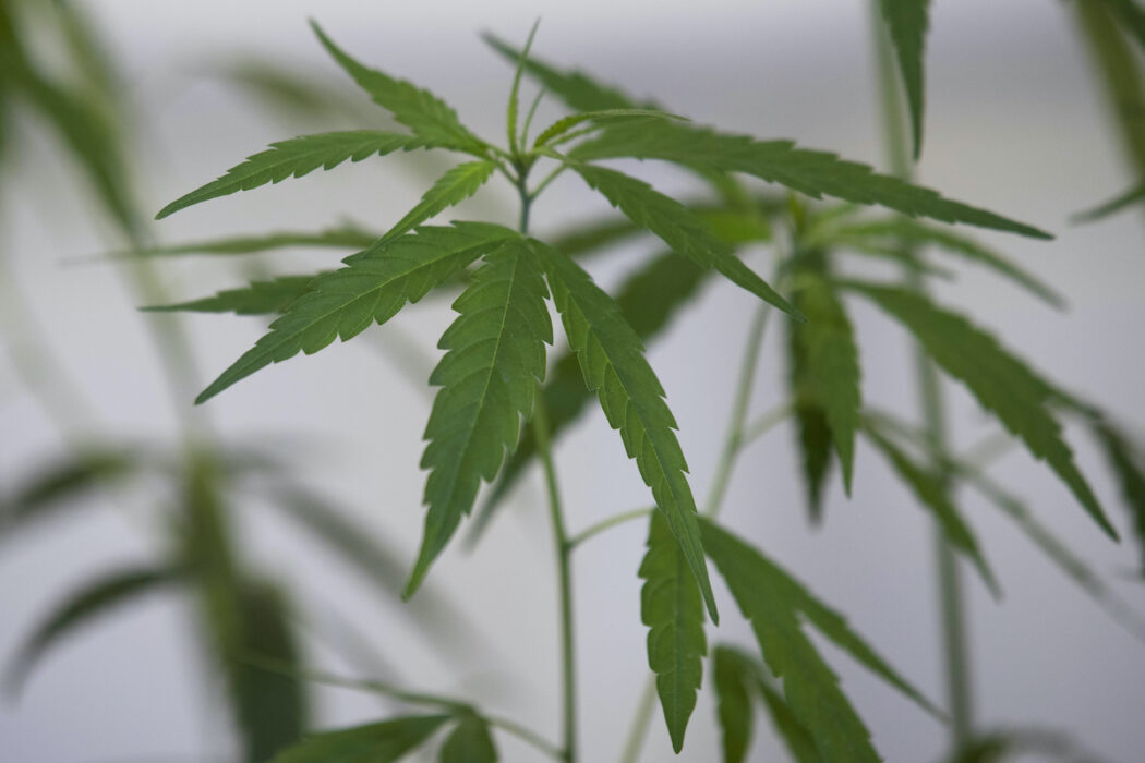 Auerum har använt cannabis för medicinskt bruk vid sin klinik i Stockholm sedan 2020.