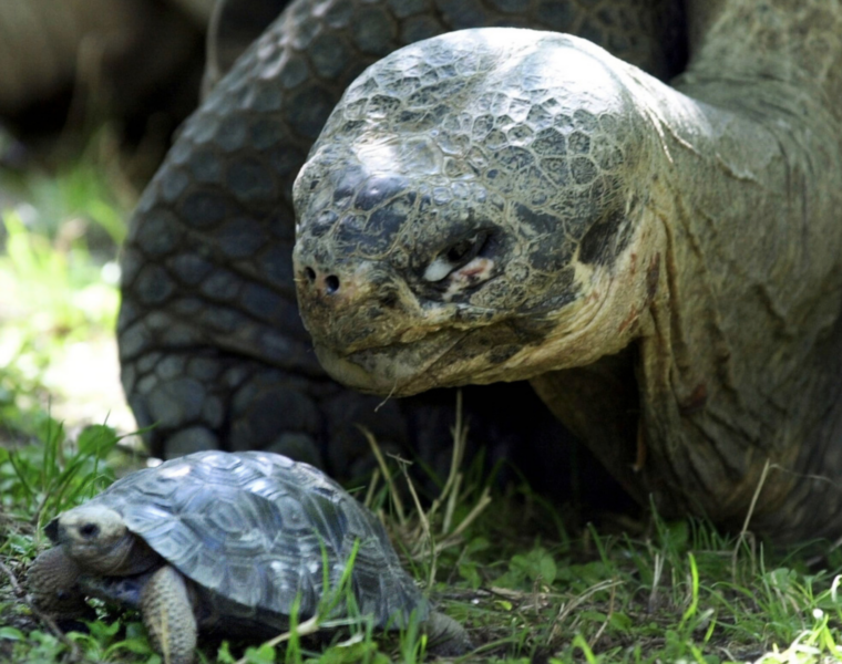 Ett par jättesköldpaddor på en schweizisk djurpark.