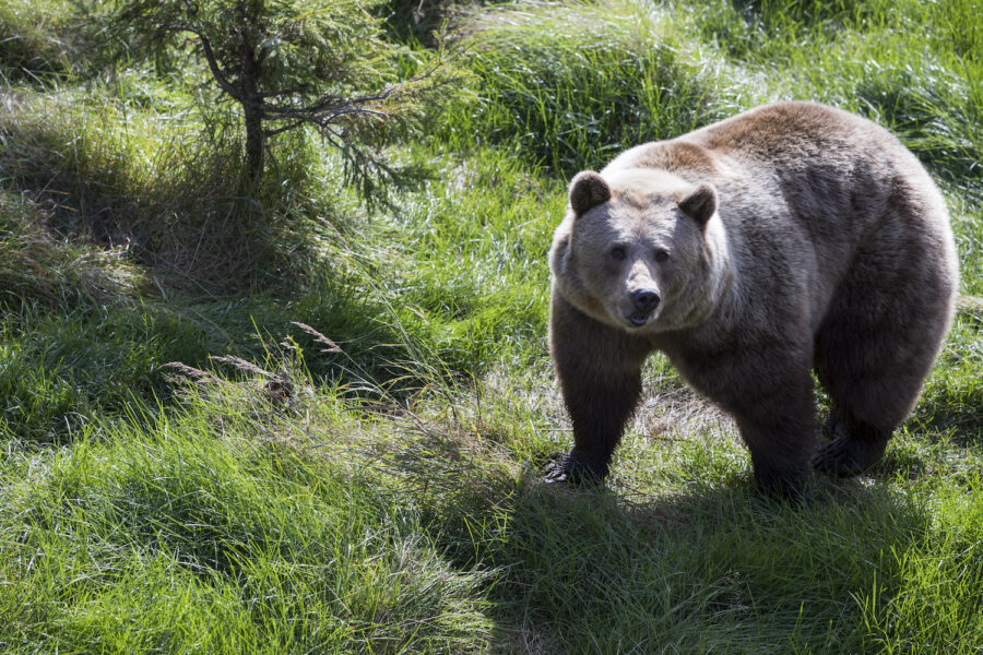 Björnen på bilden klarar sig undan jakten då den bor i en djurpark i Norge.