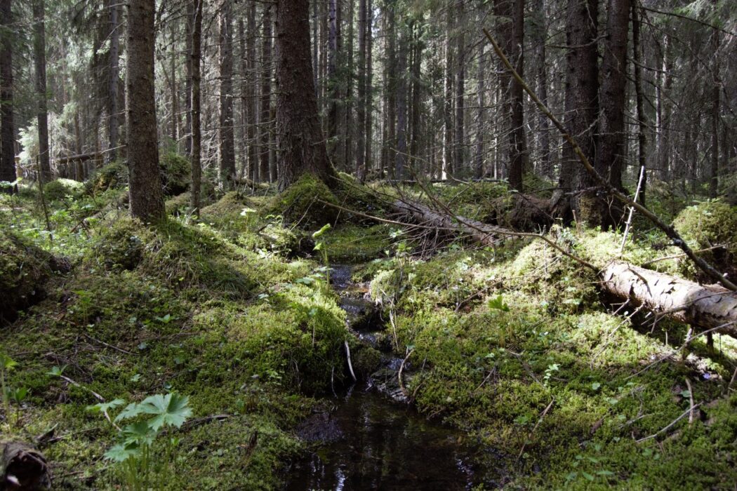 En kalkbarrskog i Jämtland.