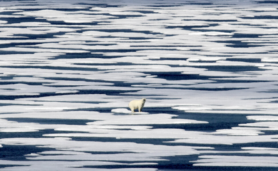 En isbjörn på ett isblock i Franklinsundet, Kanada.