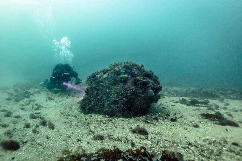 Ett stenblock som dumpats i ett Natura 2000-område för att försvåra för trålande fiskefartyg, nu överväxt av marint liv.