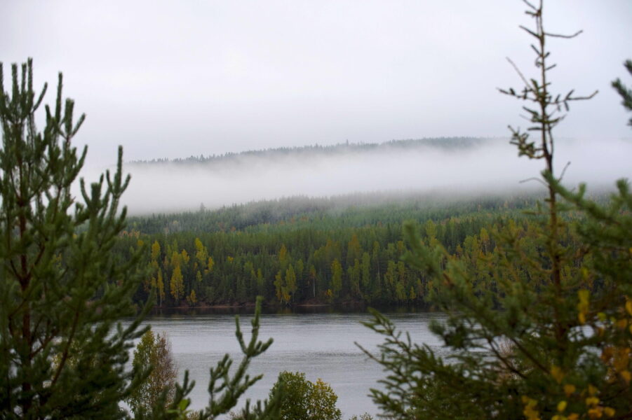 Barrskog i närheten av Jokkmokk i Norrbotten.
