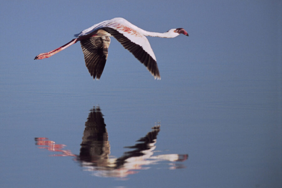 En flamingo flyger över Natronsjön i Tanzania.