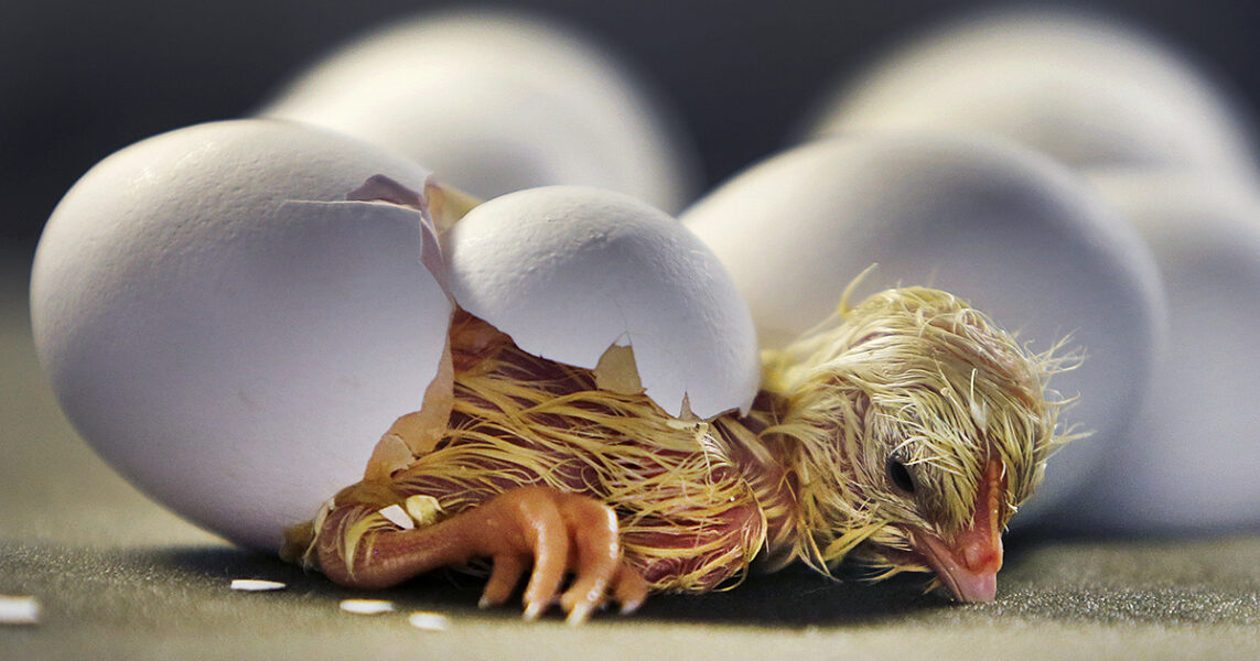 Att ta sig ut ur ett ägg är en hård kamp för en liten kyckling, och sedan väntar ett ungefär 35 dagar långt liv.