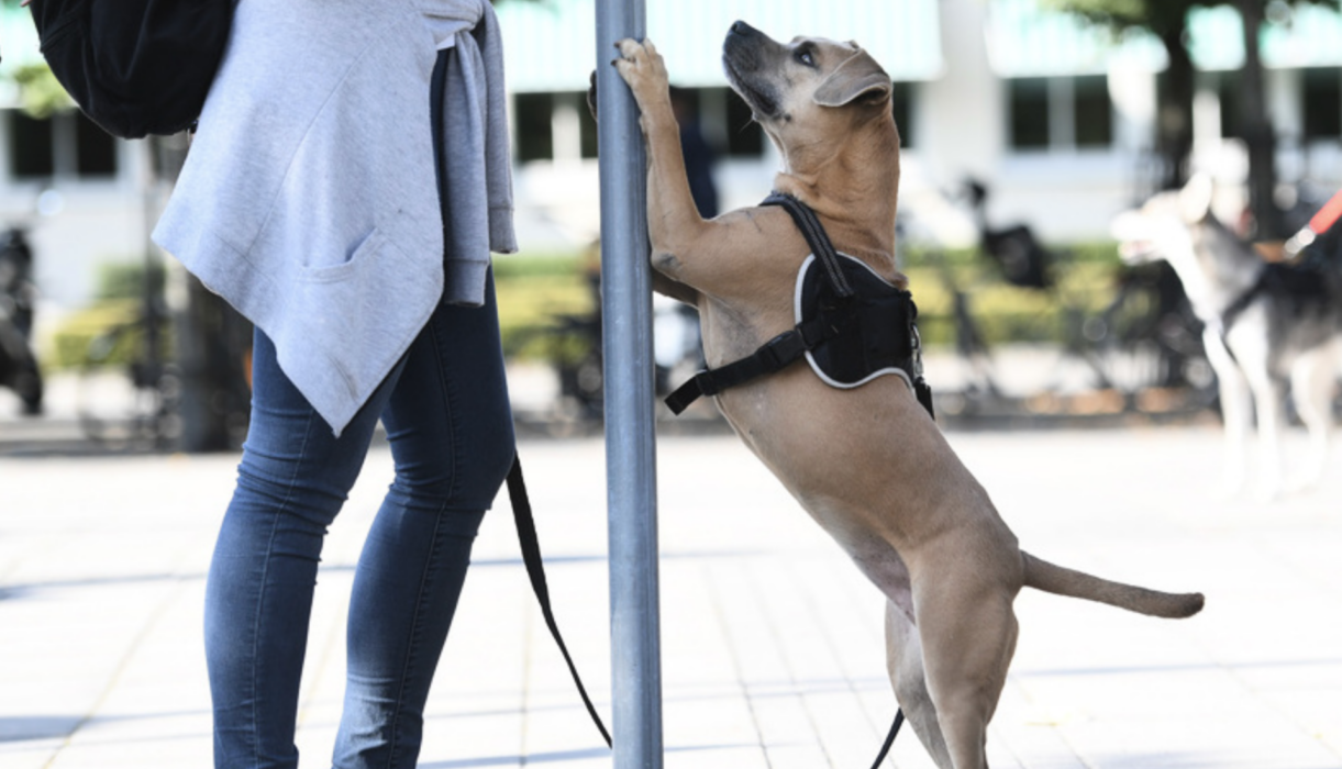 En hund som återförenas med husse eller matte kan gråta glädjetårar, visar forskning .