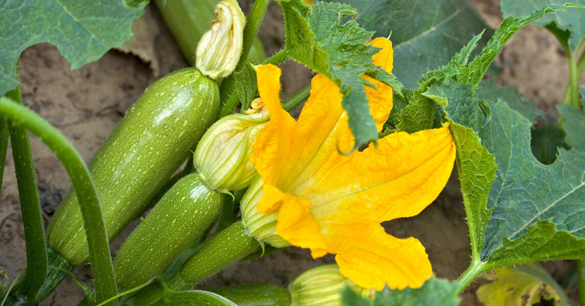 Den blommande zucchinin är en fröjd för ögat.