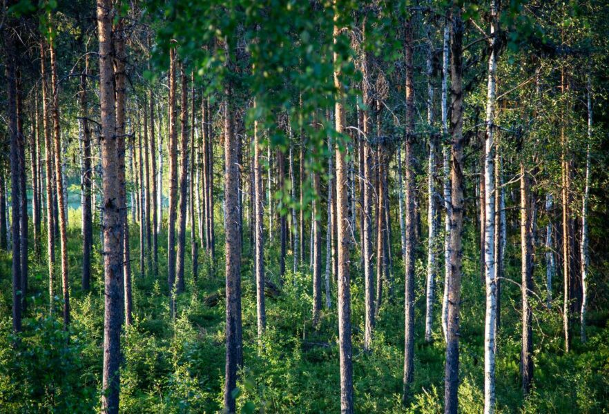 EU-kommissionen vill stifta en ny lag som ska tvinga medlemsländerna att restaurera utarmade ekosystem – men Sverige vill inte att Bryssel lägger sig i nationell skogspolitik.