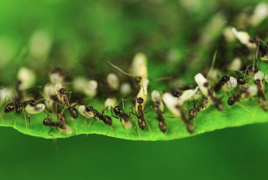 Myror är både nyttiga och skadliga för grödor - men nyttan överväger.