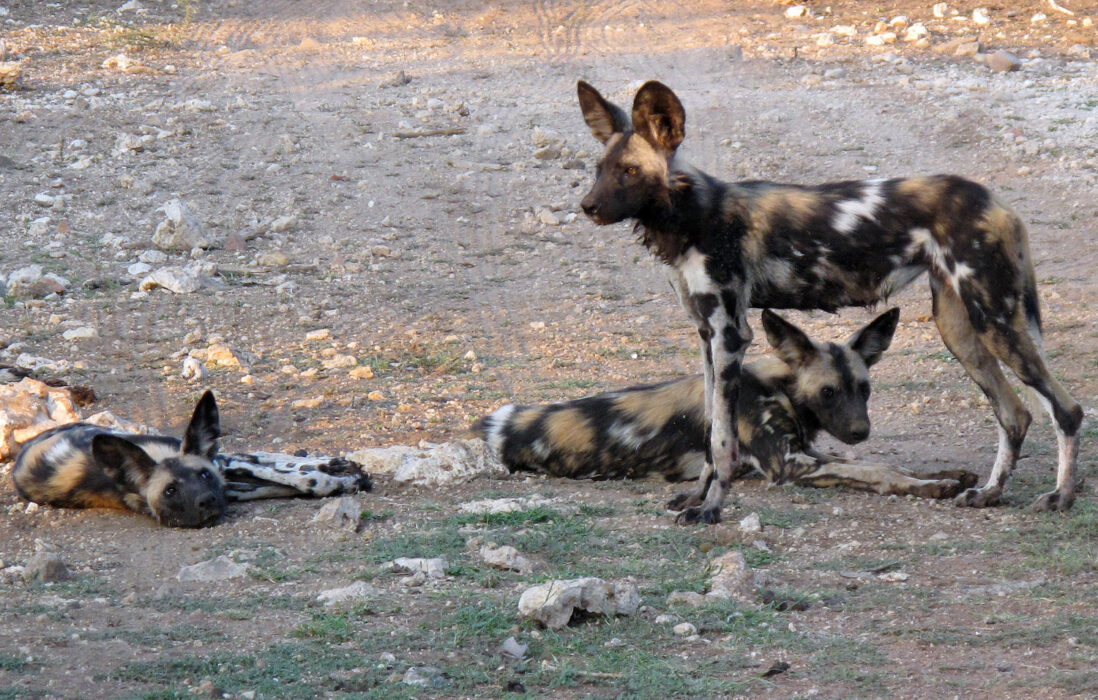 Afrikanska vildhundar, här i sin naturliga miljö i Botswana, är en starkt hotad art enligt den internationella rödlistan.