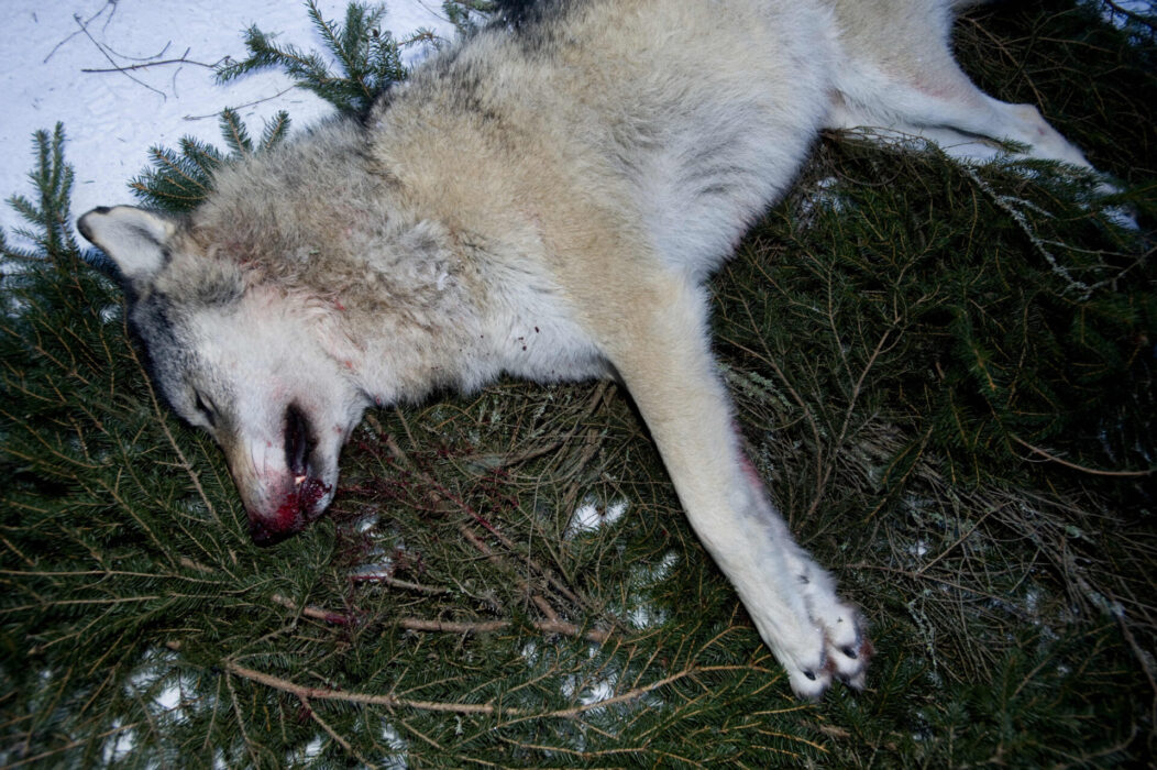 Varghannen på bilden sköts under licensjakten 2011 i närheten av Ockelbo, Gävleborgs län