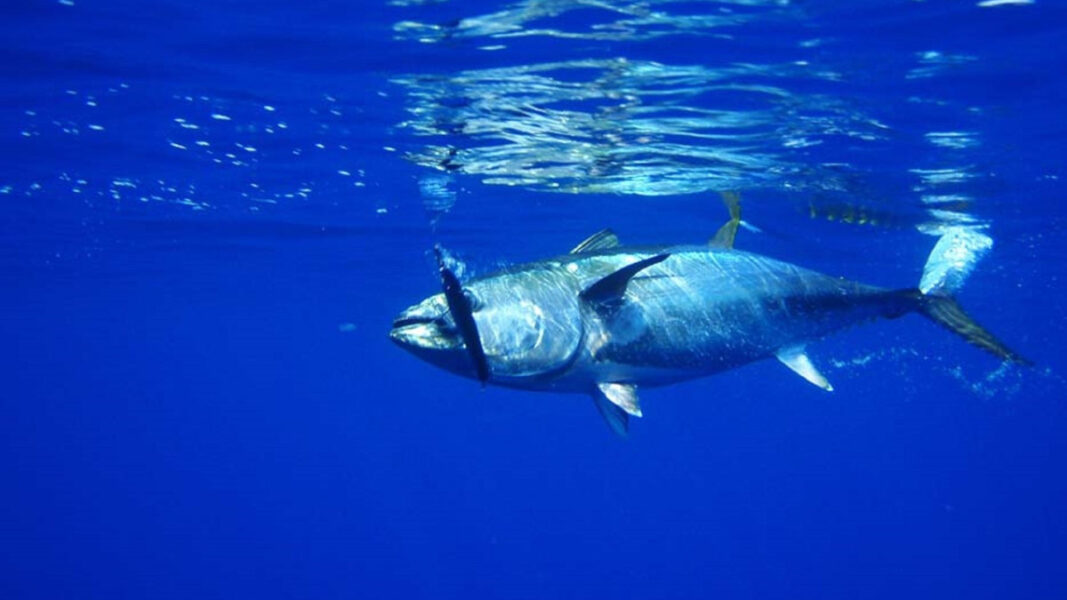 Den blåfenade tonfisken var länge borta, men har nu börjat återvända till nordiska farvatten.
