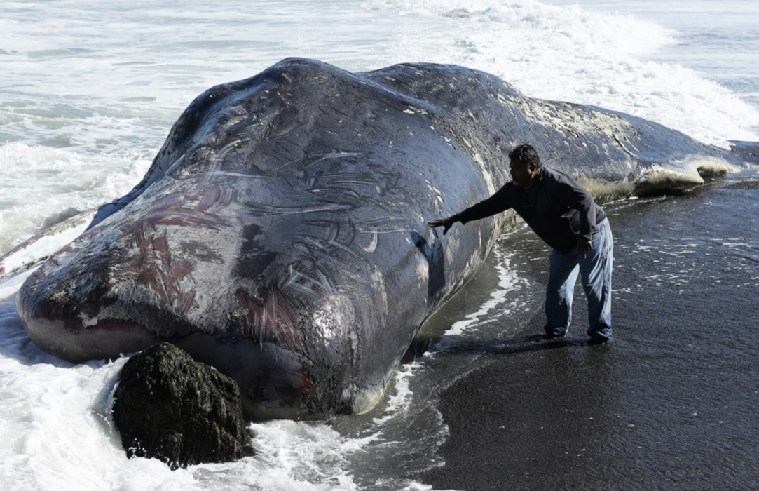 En man står vid en kaskelott som hittades strandad på en strand i Kalifornien i USA 2015.