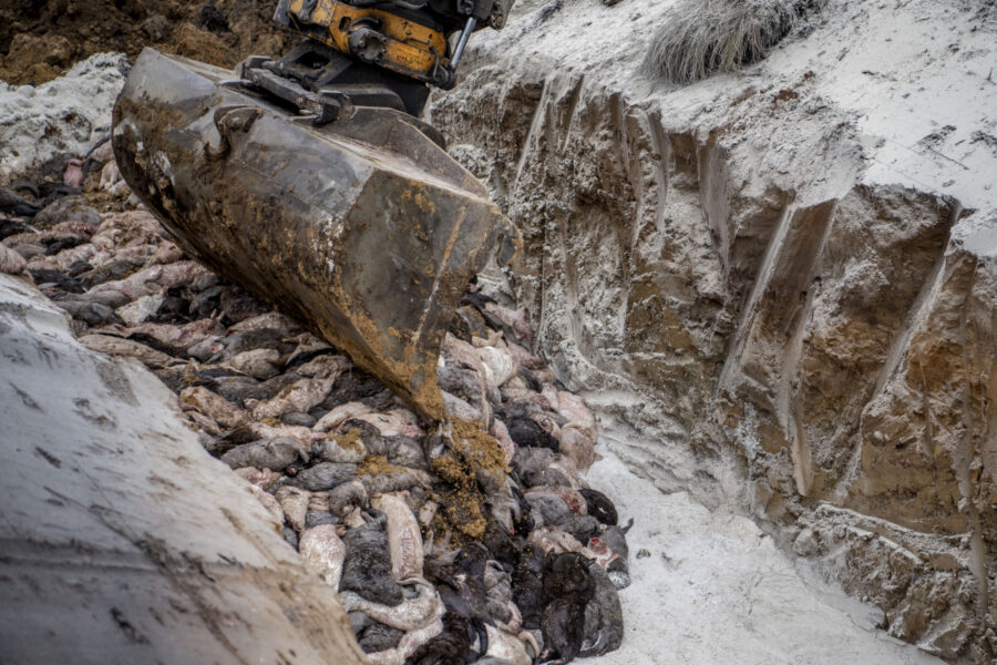 Avlivade minkar grävs ner i en massgrav november 2020.