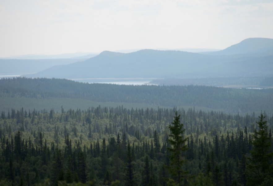 Den biologiska mångfalden i svenska skogarna hotas.