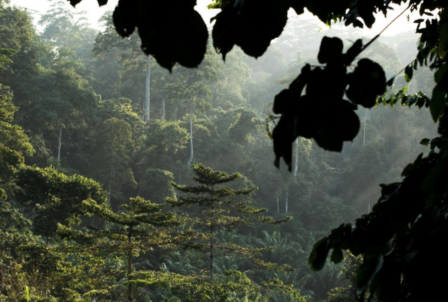 Överhettade regnskogar kan bli sämre på att binda kol.