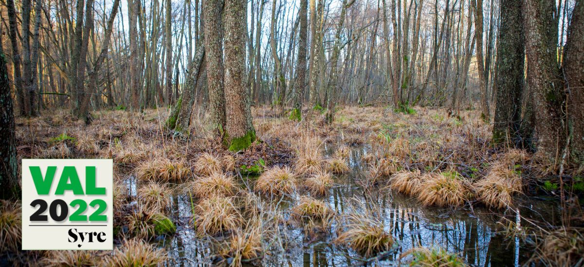 Våtmark i Orlångens naturreservat i Huddinge.