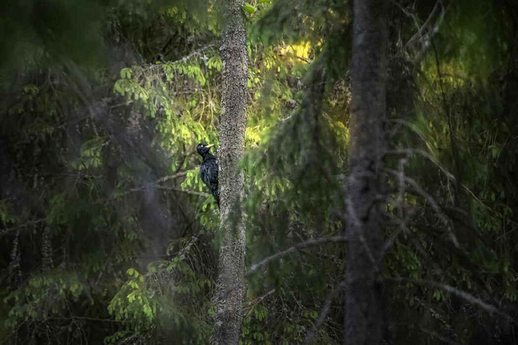 Spillkråka i en annan skog.