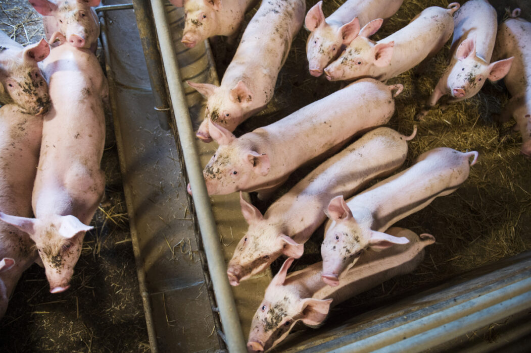Om spannmål och andra vegetabilier åts direkt i stället för att ta omvägen om djur för köttproduktion, skulle maten räcka till många fler människor.