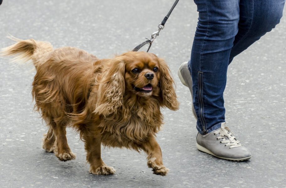Polisen uppmanar hundägare i Malmö att vara uppmärksamma på sina promenader.