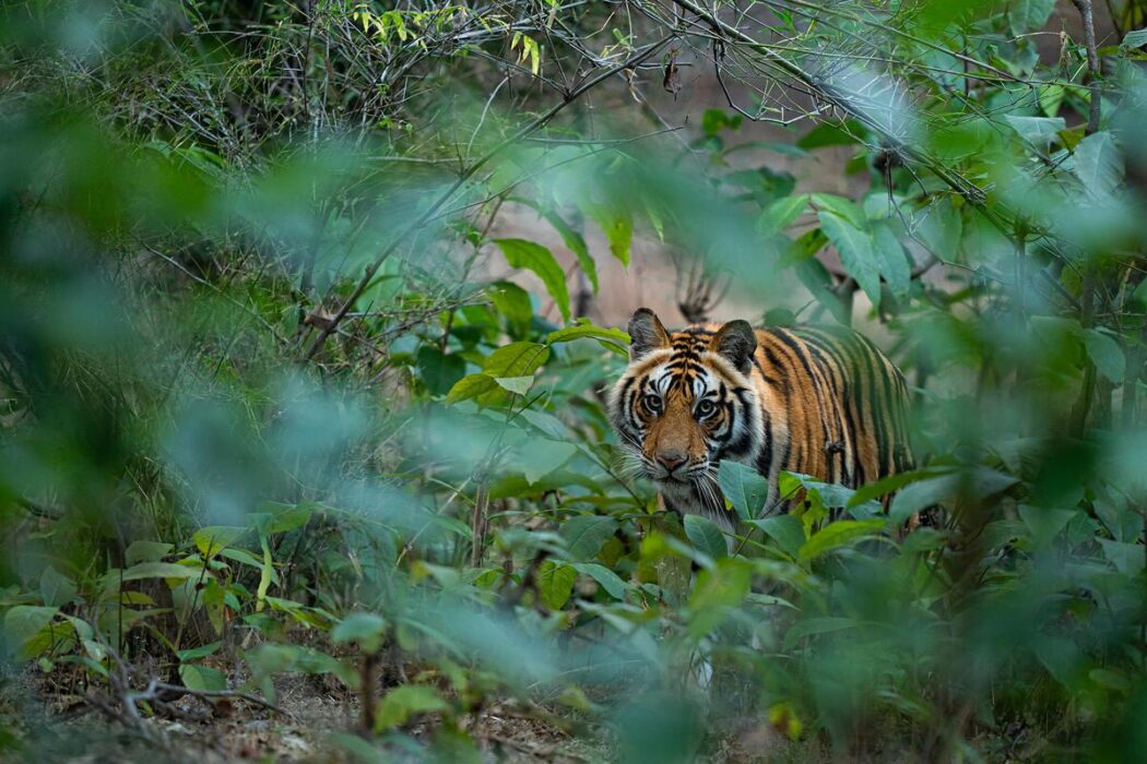Tiger i Bandhavgarh nationalpark, Indien.