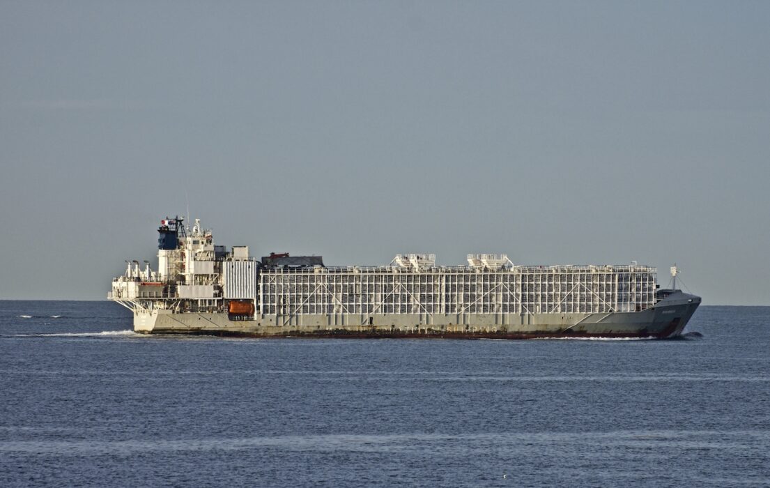 När fartyget Gulf Livestock 1 förliste i september 2020 med 41 döda i besättningen och närmare 6000 drunknade djur intensifierades debatten i Nya Zeeland om transporter av levande djur.