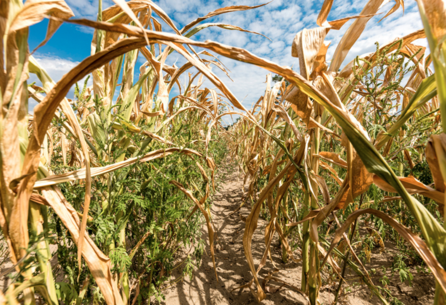 Majs är en av de grödor som drabbas av perioder av torka.