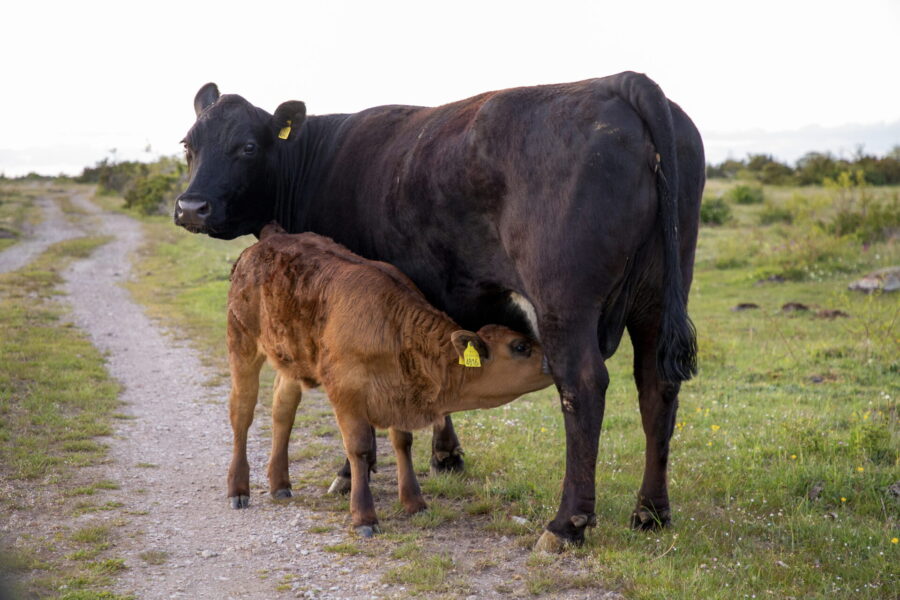 Både ko och kalv har bättre hälsa när kalven får dia.