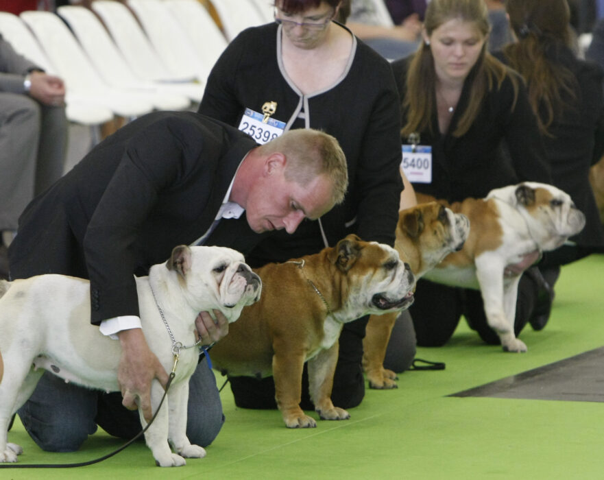 Avelshundar av engelsk bulldog ställs ut i Paris.