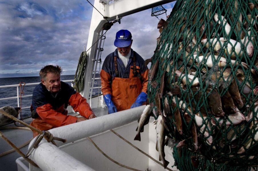 Ett lass med torsk dras upp ur Östersjön i början av 2000-talet.