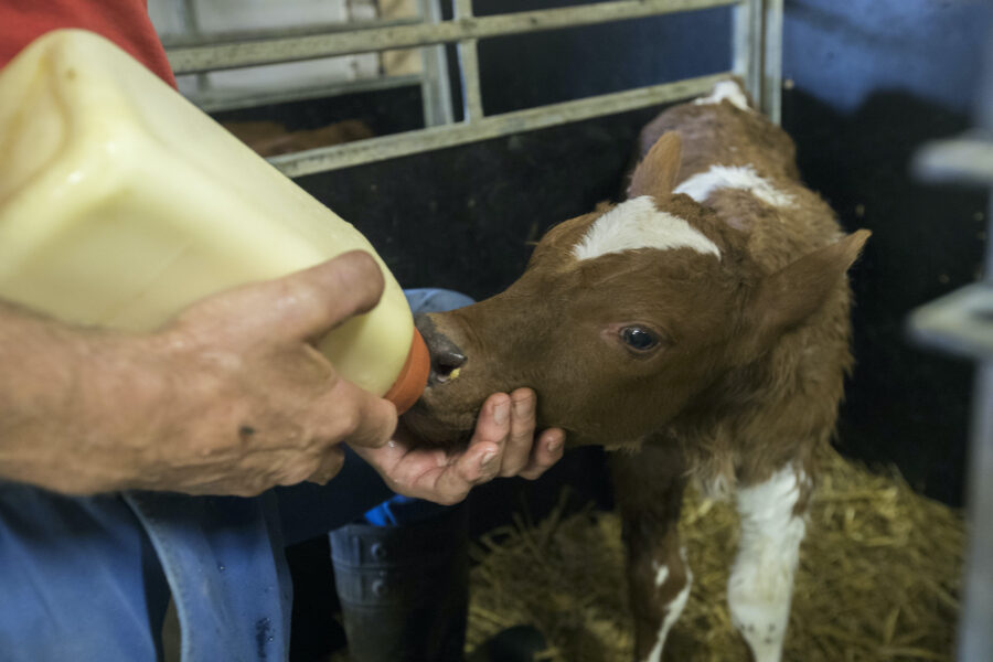 Enligt nuvarande regler för Krav-certifierad kött- och mjölkproduktion ska kalvar dia i minst 24 timmar.
