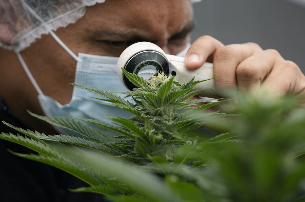 Cannabis legaliseras i Tyskland.