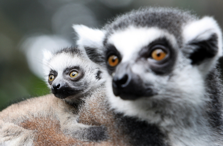 Lemurer och apor som lever i träd har visat sig tillbringa mer tid på marken i samband med att naturen och miljön förändras på grund av bland annat skogsavverkning.