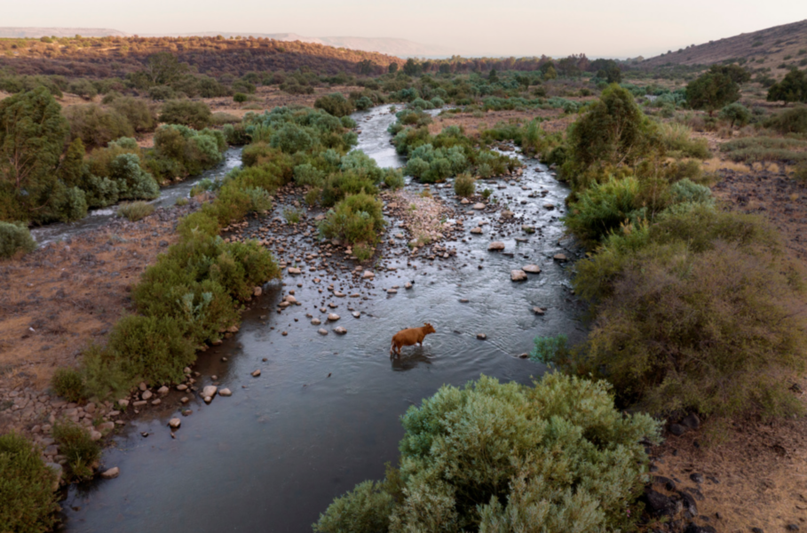 En ko korsar Jordanfloden i närheten av en bosättning i norra Israel, norr om Gennesaretsjön, i juli i år.