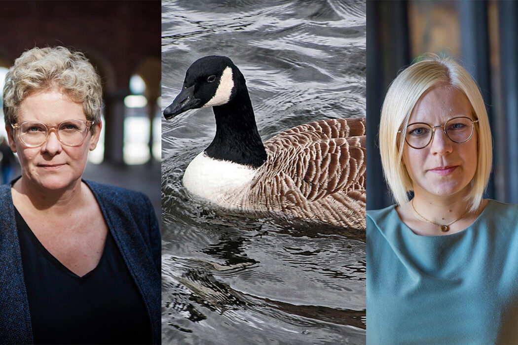 Finansborgarrådet Karin Wanngård (S) och Karin Ernlund, gruppledare för Centerpartiet i Stockholms stad, har olika syn på hur kanadagässen ska bli färre.