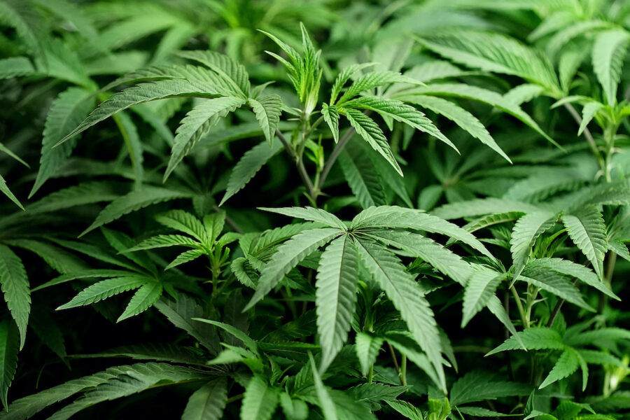 Sapphire clinics planerar att öppna en ny cannabisklinik i Sverige.