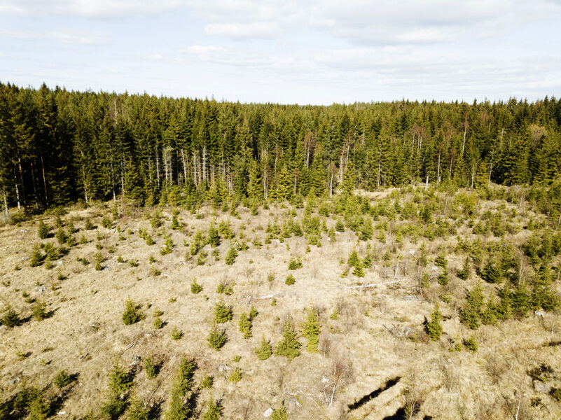 Skog och kalhygge i en skog i norra Uppland.