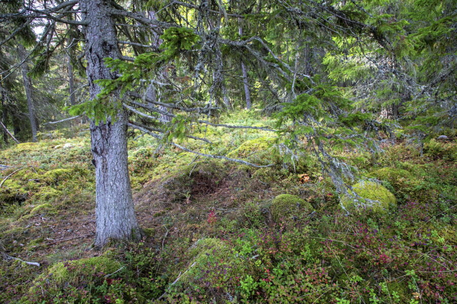 Mellan 2003 och 2019 försvann nästan en fjärdedel av Sveriges oskyddade produktiva gamla skogar, enligt en ny studie.