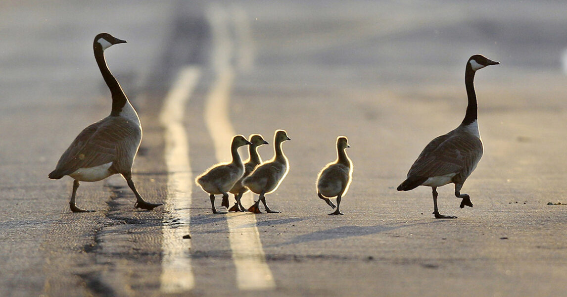 En fri fågelfamilj på promenad.