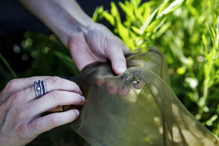Gräsmarker med stor biologisk mångfald är starkt hotade. En forskare vid SLU:s Artdatabanken undersöker beståndet på Berthåga kyrkogård i Uppsala. Här en svävflugedagsvärmare, Hemaris tityus, som är en rödlistad fjäril.