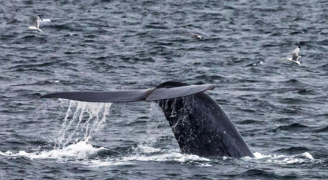Blåvalar äter upp till 43,6 kilo mikroplaster per dag, enligt en studie.