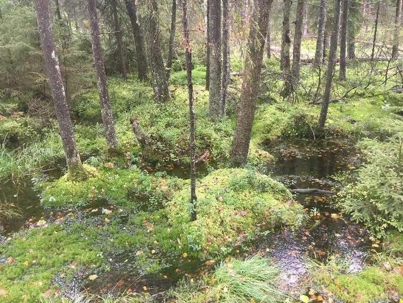 Delar av Härskogen mellan Lerum och Härryda blir nu naturreservat.
