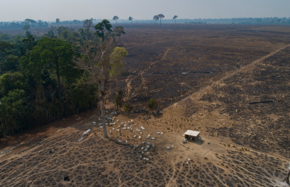 Mark som bränts och avskogats nära staden Novo Progresso i Brasilien.