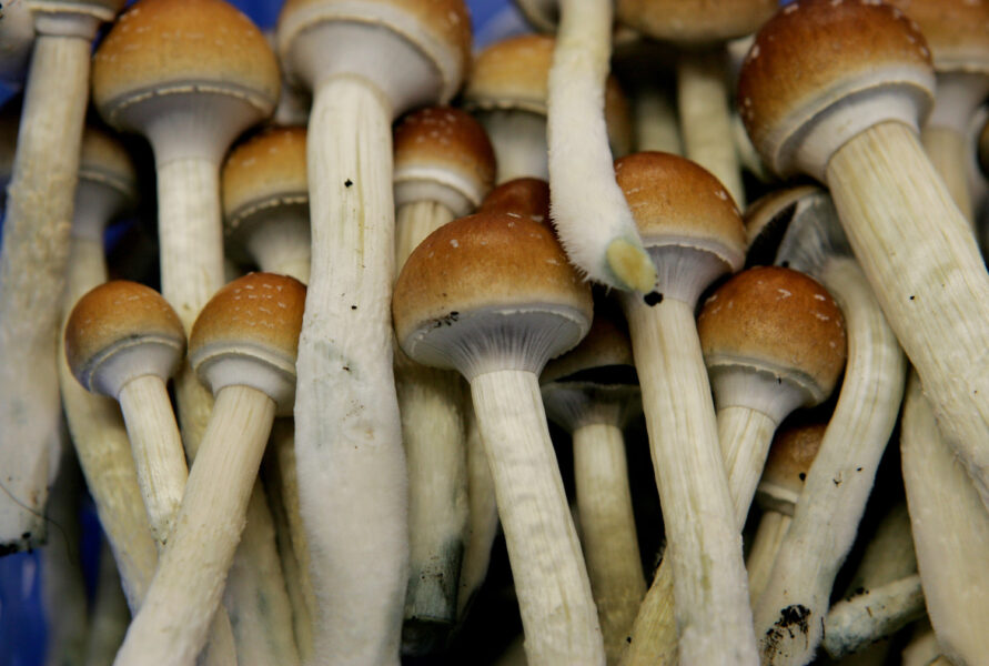 Ämnet psilocybin som studien handlar om finns naturligt i så kallade magiska svampar.