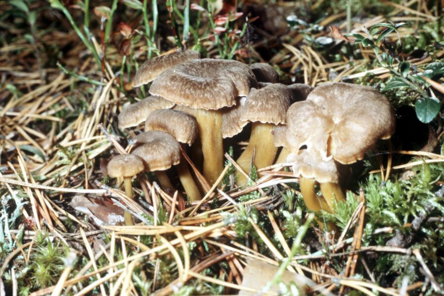 En ovanligt varm höst har lett till en jätteförsening av svampsäsongen i sydöstra Sverige, enligt växtekologen Urban Emanuelsson.