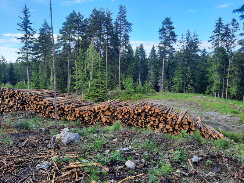 Fler skogar riskerar avverkning i det föreslagna naturreservatet vid Byrum i Åtvidabergs kommun.