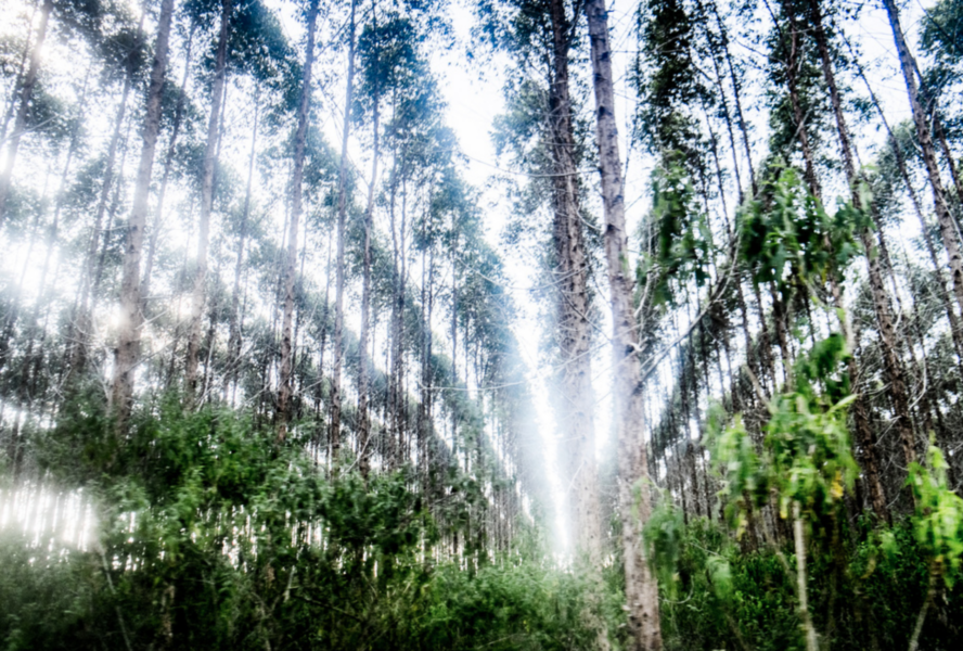 Eukalyptusträd planteras ofta i helt räta rader när länderna ska uppfylla sina klimatlöften.