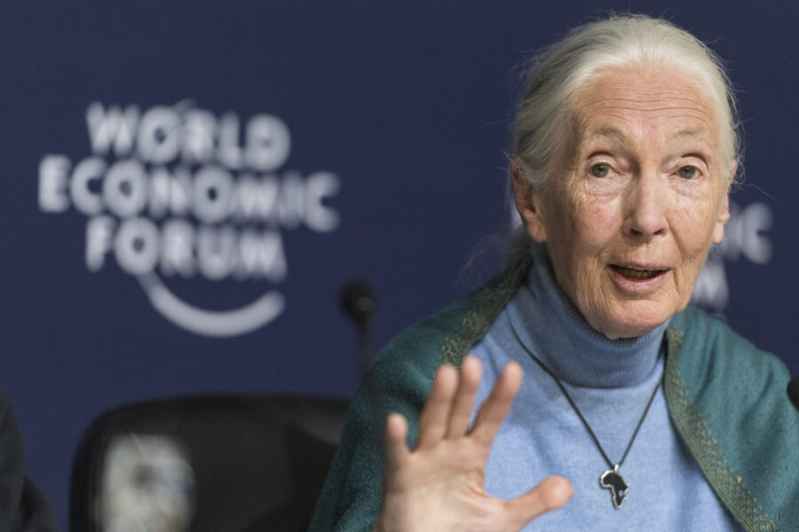 Organisationen "Jane Goodall Institute" grundades av den brittiska forskaren Jane Goodall.