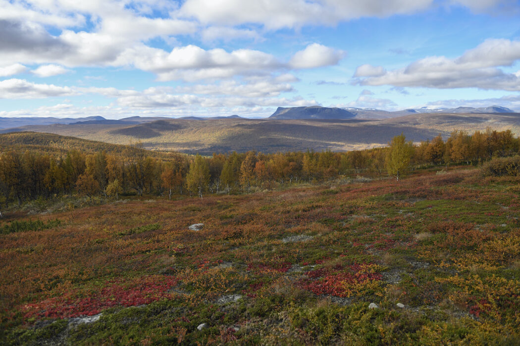 På måndag inleds FN-mötet Cop15, där ett nytt avtal för världens biologiska mångfald ska tas fram.