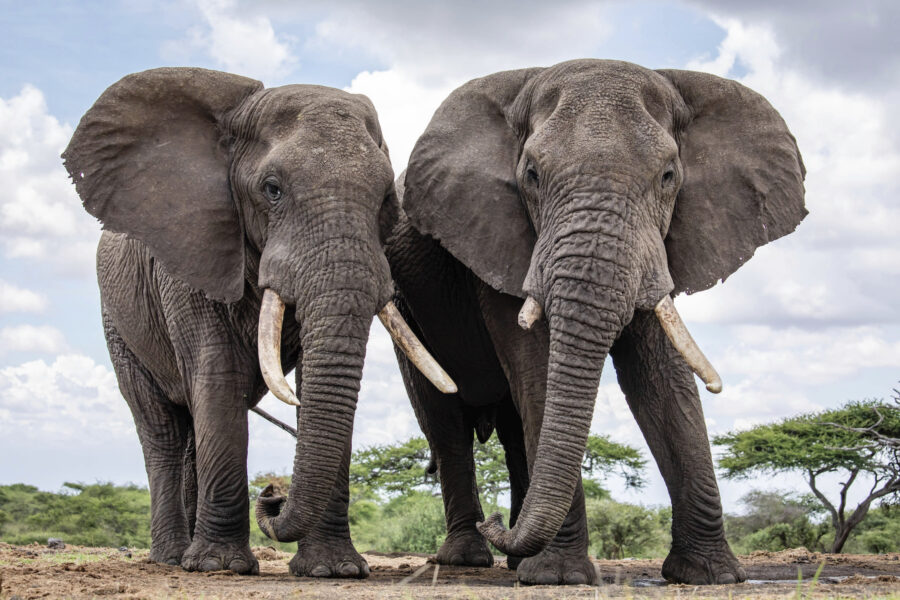Stora elefanthanar är attraktiva byten för jägare, vilket påverkar det genetiska urvalet.